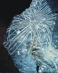 A blueish rock face showing thin veins of white coloured bands spread through the rock