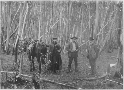 Click on the image to view a larger version. Geologists W. Baragwanath, O.A.L. Whitelaw and E.J.Dunn on the track to Mount Selma, south east of Woods Point, circa 1904 Black and white photo of three men standing in a wooded area with a horse and packs