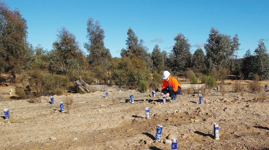 person in high vis planting seedlings